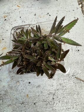Succulent Kalanchoe Mother of Thousands - Green with Brown Edges bundle of 20